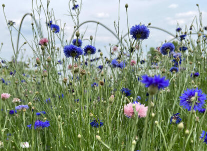 Summer flowers in tall grass