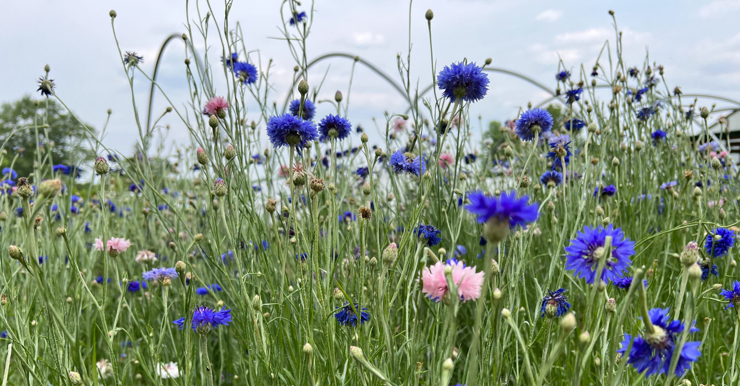 Summer flowers in tall grass