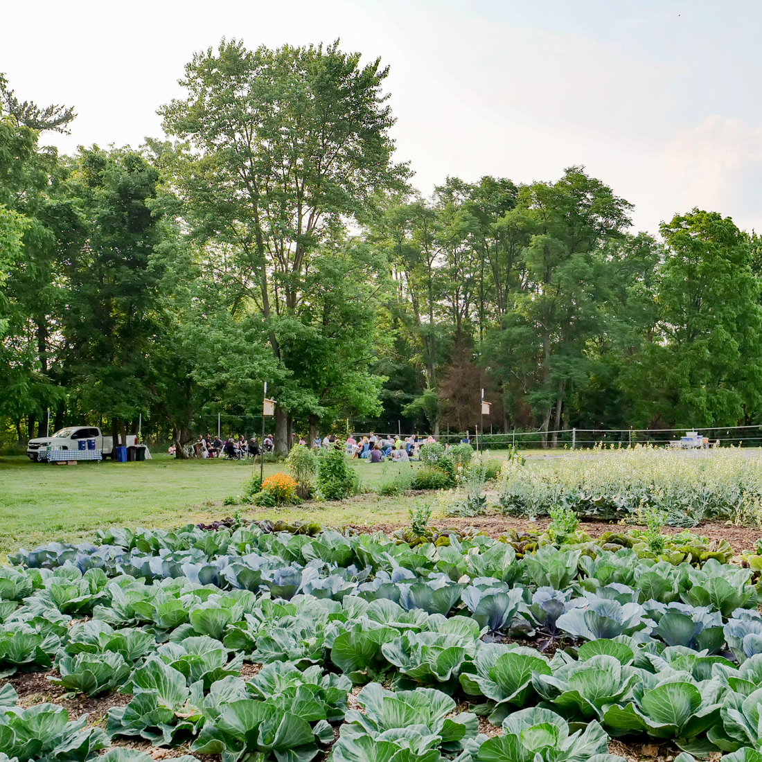 Garden field of brassica plants with people having a picnic in background