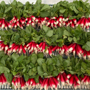 Bountiful French radish harvest