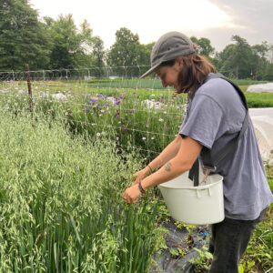 garden apprentice harvesting in field