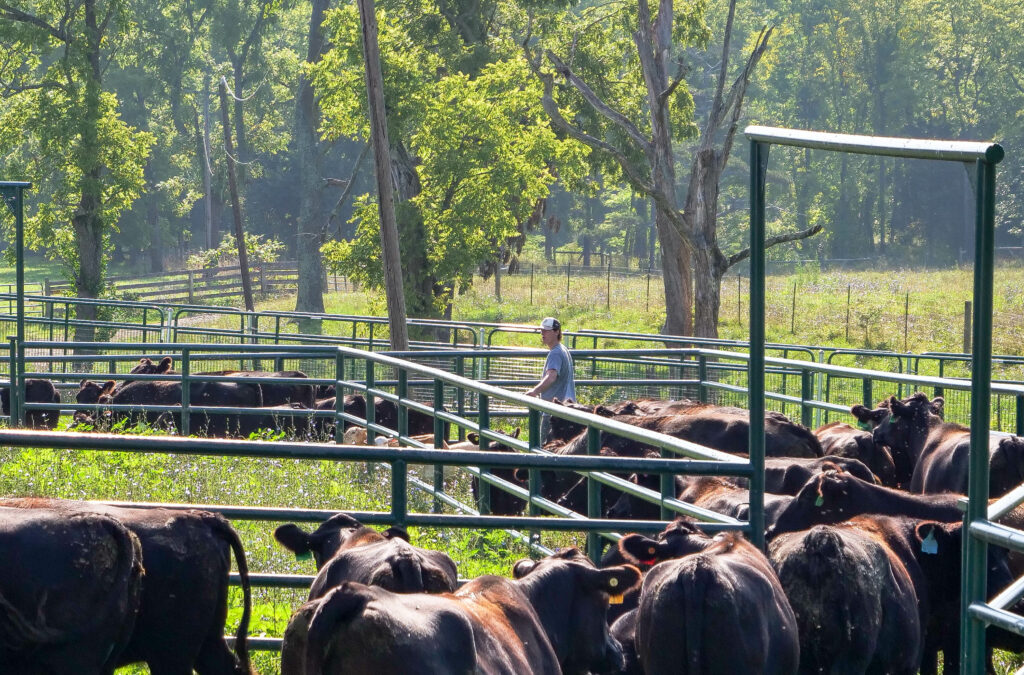 Livestock apprentice herding cattle and sheep through handling facility