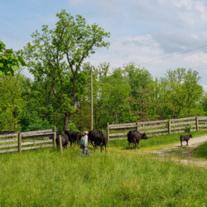 Livestock team member herding cattle