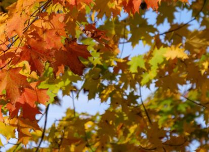 Yellow, orange, and red Fall maple foliage
