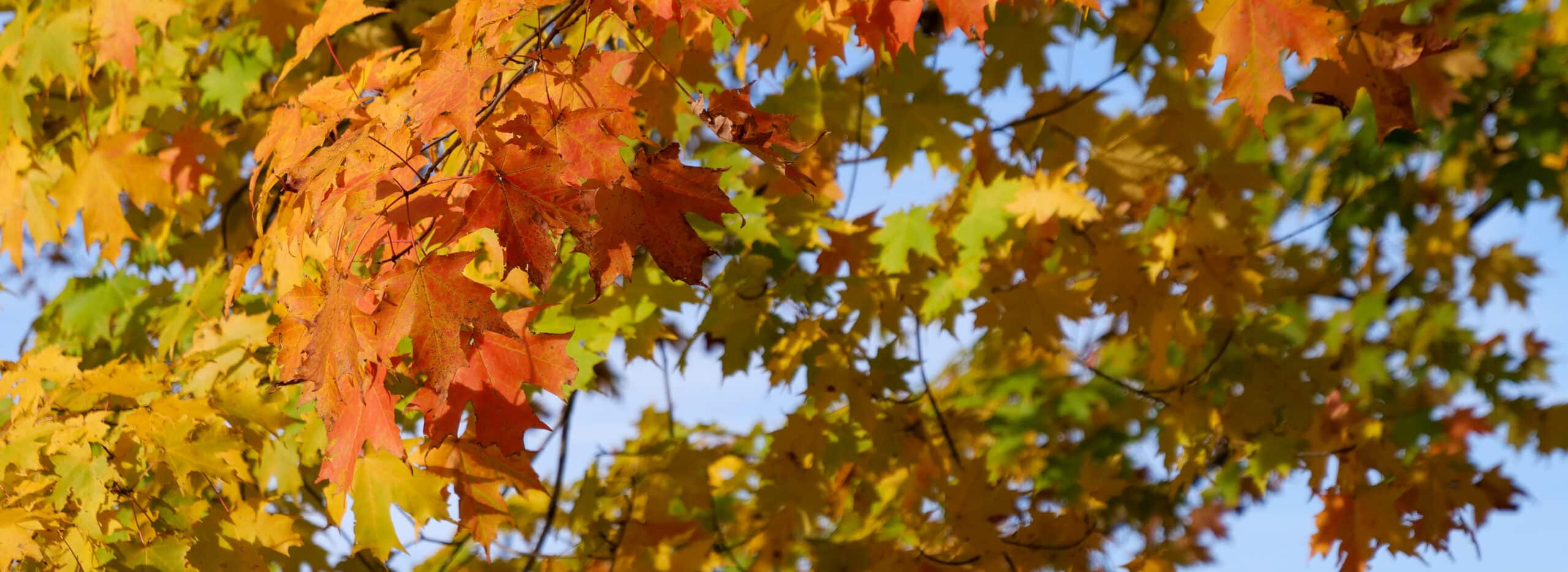 Yellow, orange, and red Fall maple foliage