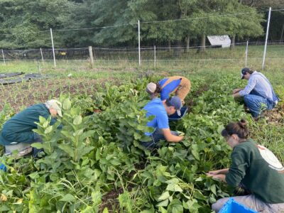 Team of five garden team members pulling weeds in garden beds