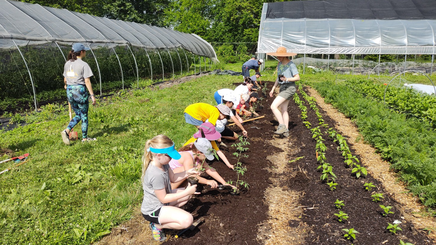 Greenacres campers planting tomatoes