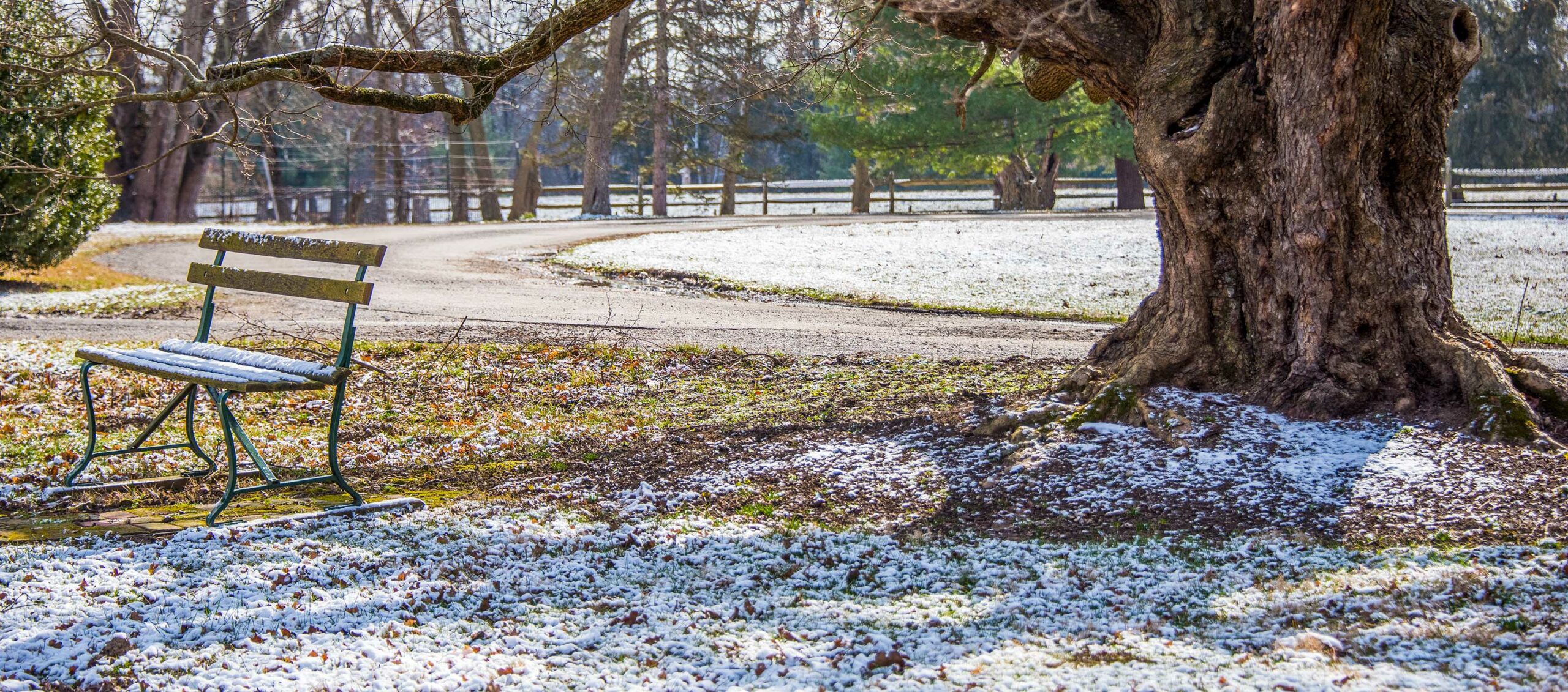 Image of Snowy Bench with large tree in background