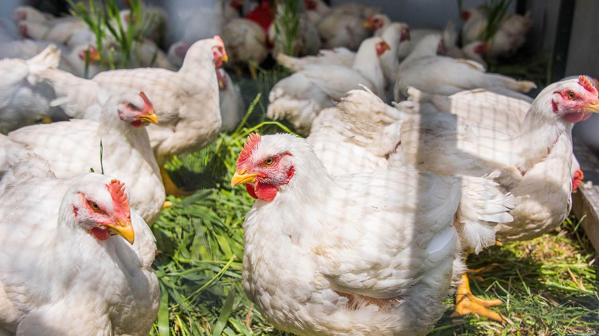 White chicken out on green pasture