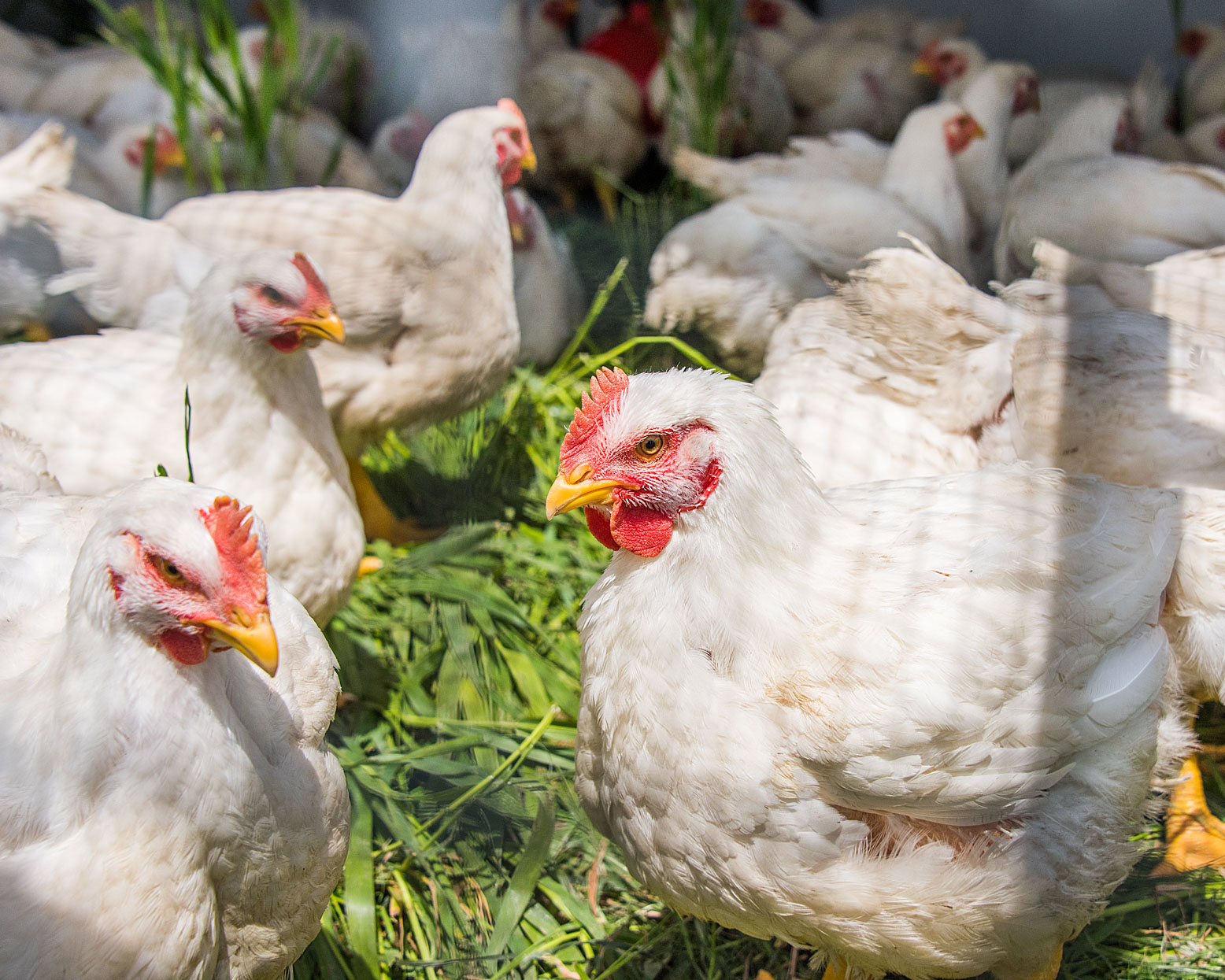 image of pasture raised chicken