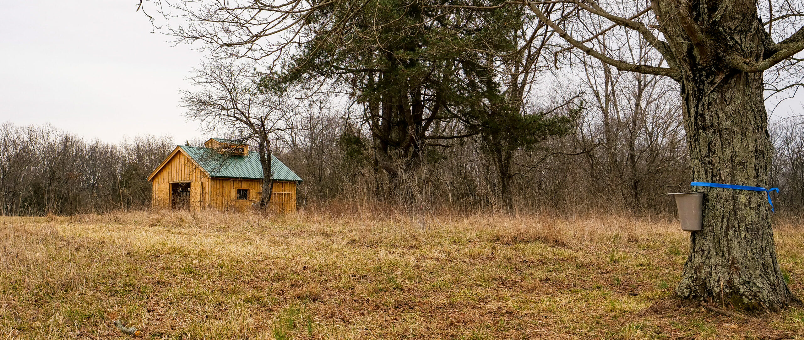 Wooden shack with green roof in field with Maple tree and bucket in the foreground