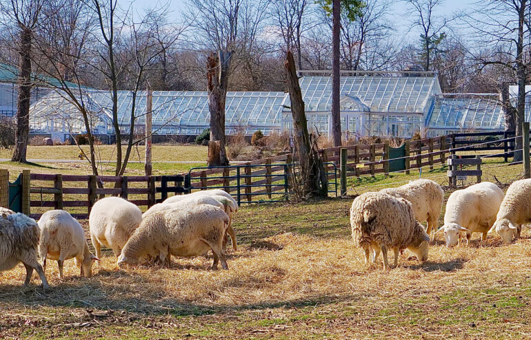 Image of sheep grazing on hay in sunlit pasture with greenhouse and tree-line in background