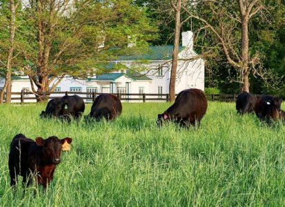 Cattle_SHF
