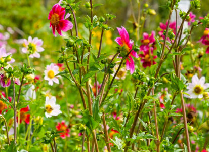 Flower Fields-2