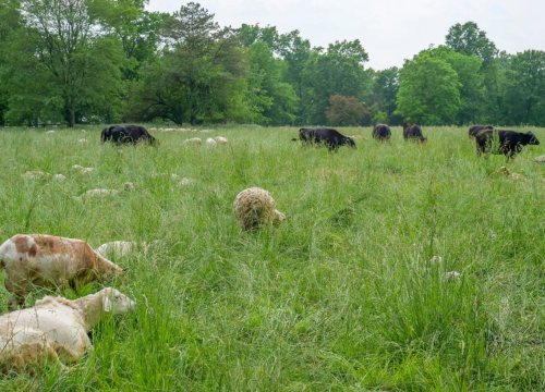 Livestock Pages - section photos (3)