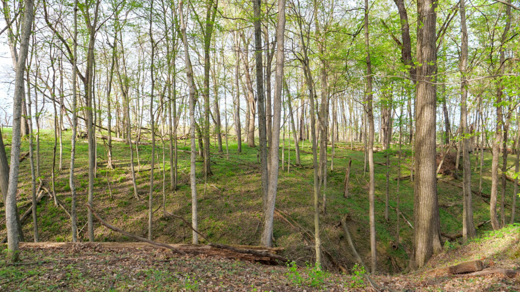 Shedding Light on the Forest: How Data is Guiding Our Work at Greenacres Lewis Township