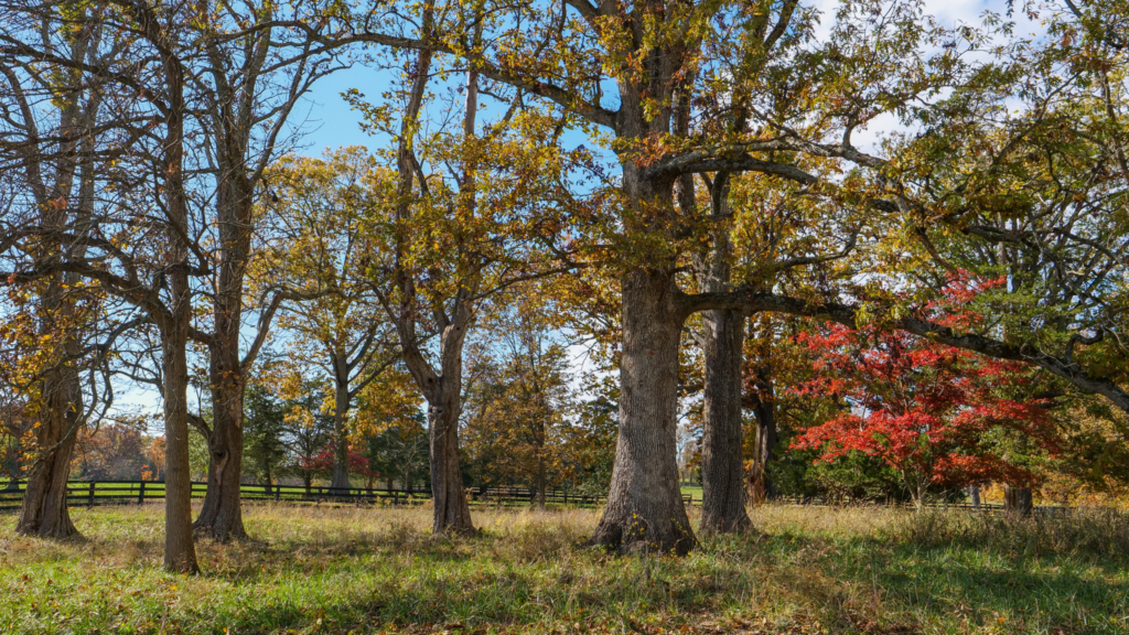 2025 Nippert Foundation Grant Recipients