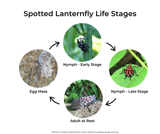 spotted-lanternfly-life-stages-emelie-swackhamer-penn-state-university-bugwood-org