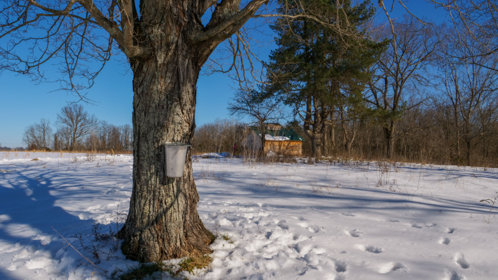 Around Greenacres - Winter 2026