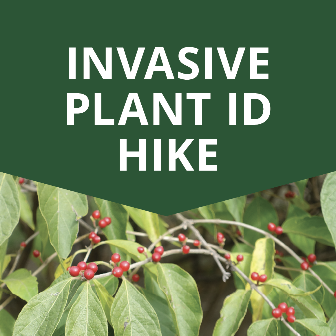 Invasive Plant ID Hike - Greenacres Foundation