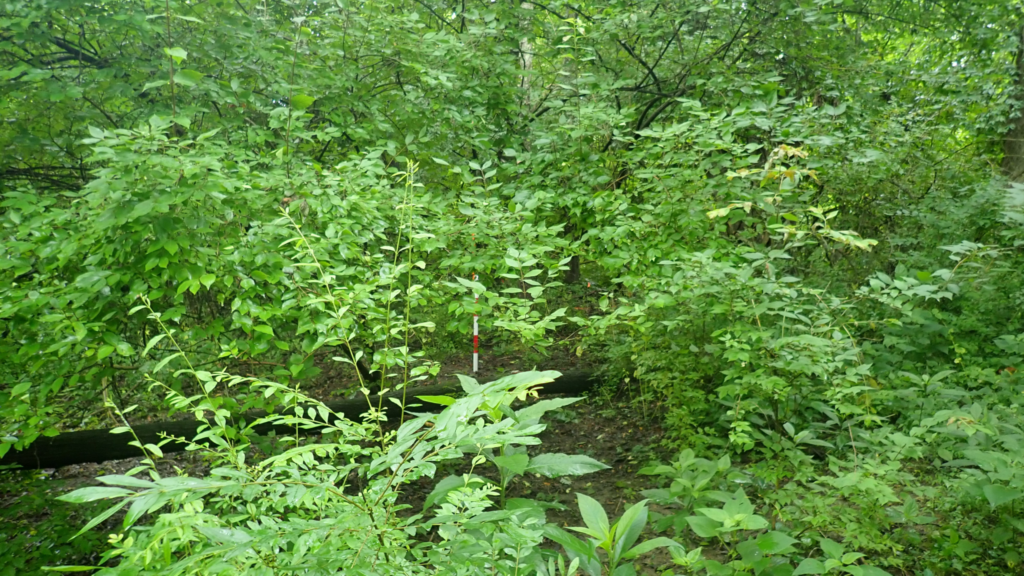 Stewarding Healthy Ecosystems: Principles for Herbicide Use at Greenacres